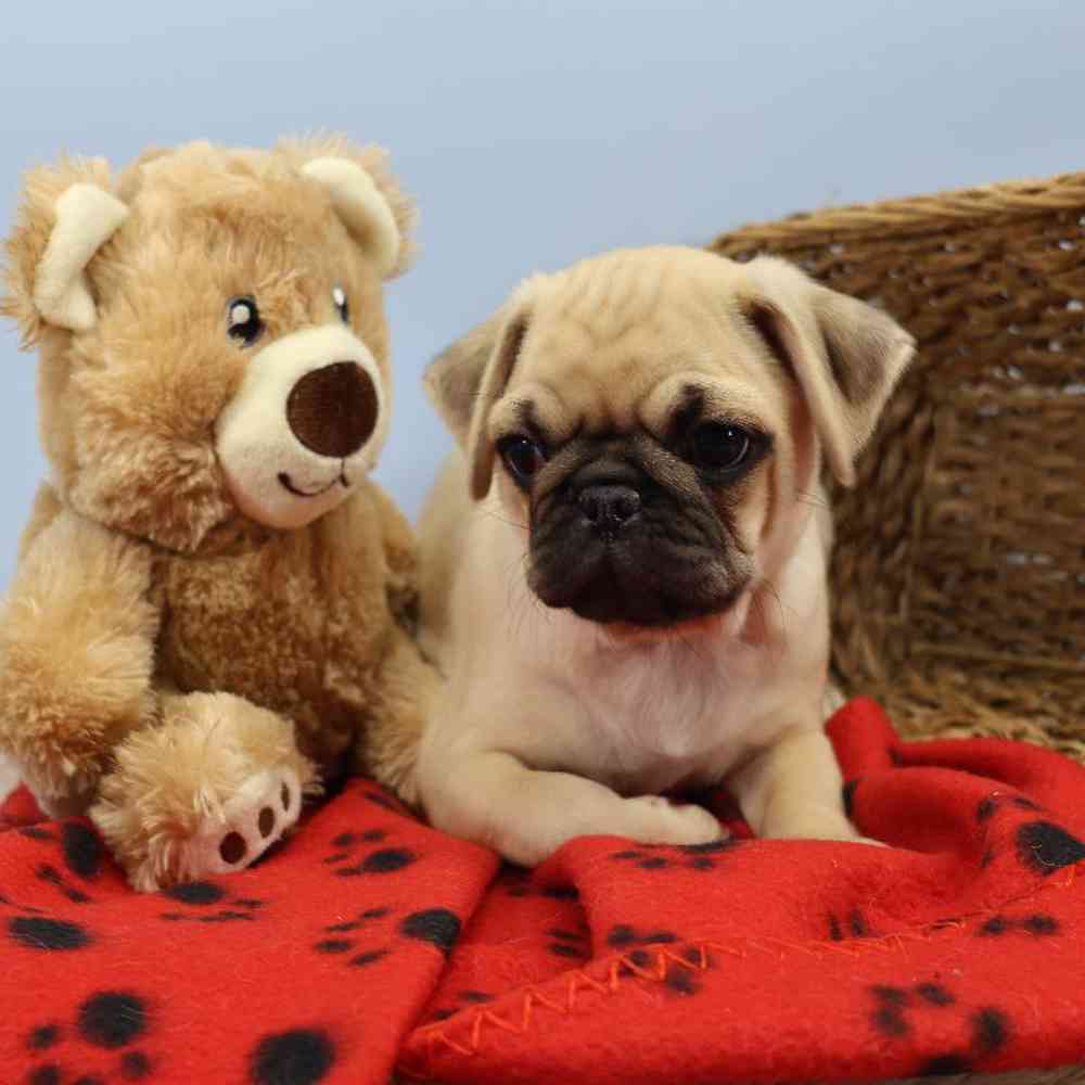 Male Pug Puppy for Sale in Millersburg, IN