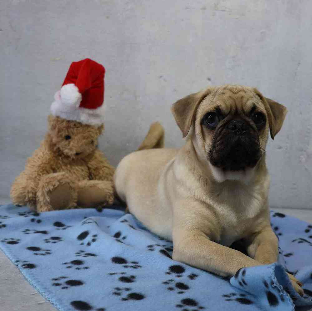 carousel pet images
