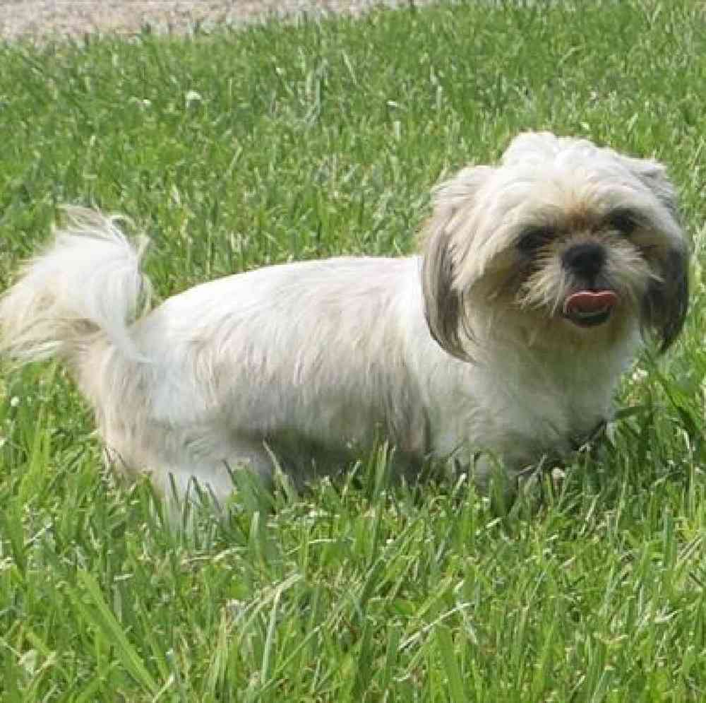 carousel pet images