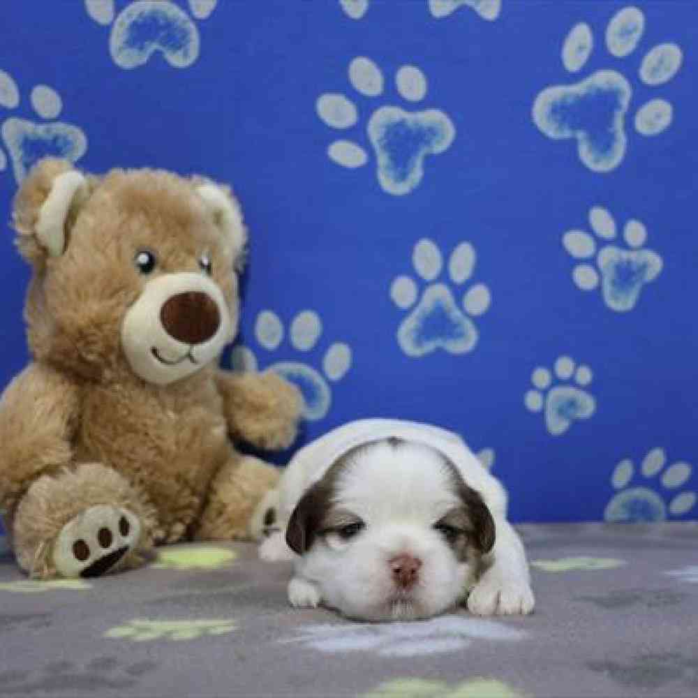 carousel pet images
