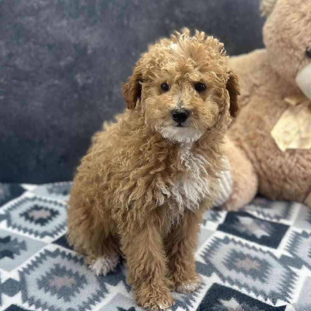 Female Mini Poodle Puppy for Sale in Millersburg, IN