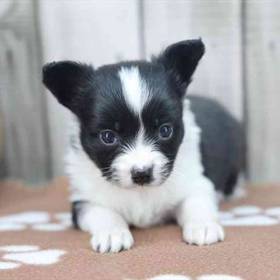 Papillon