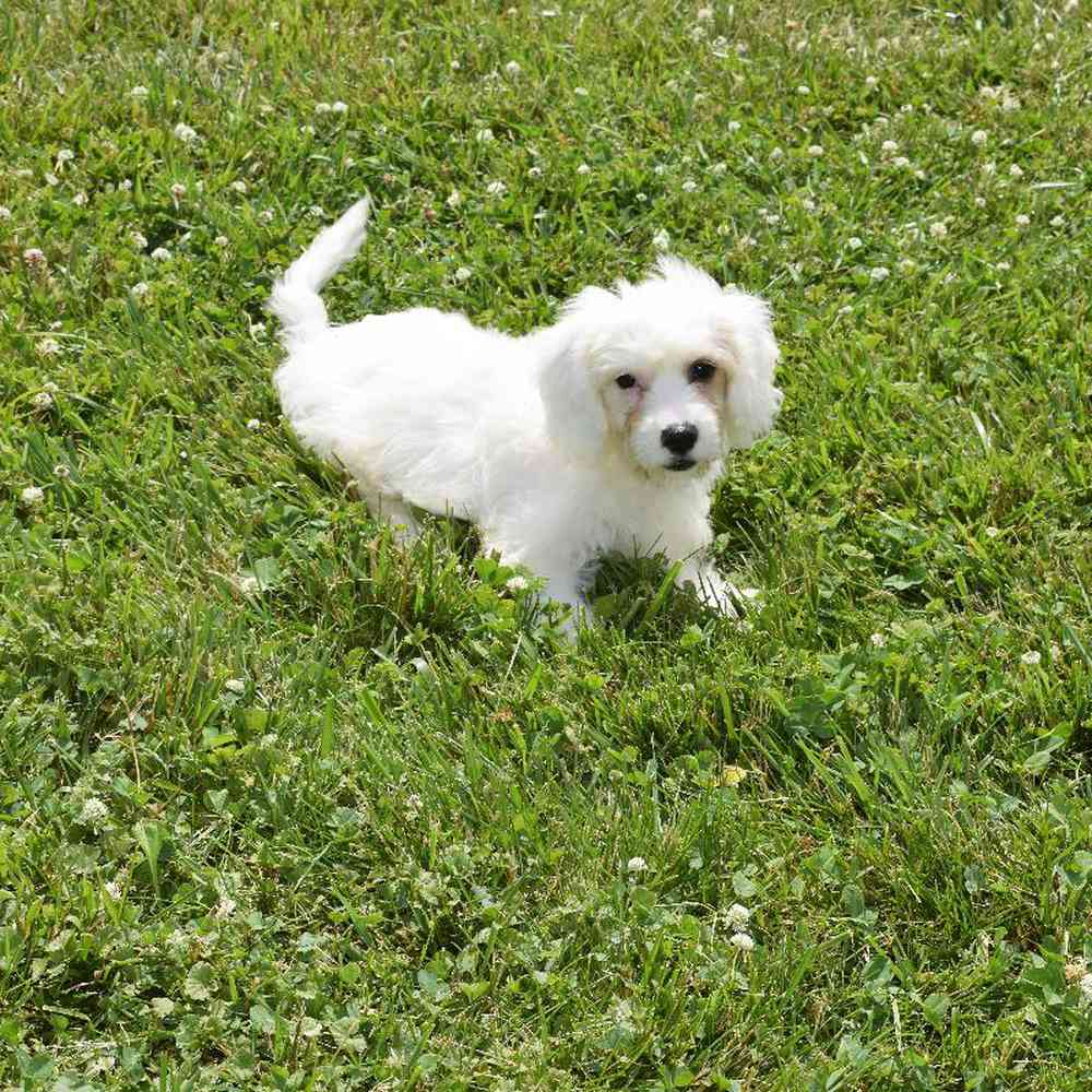 carousel pet images