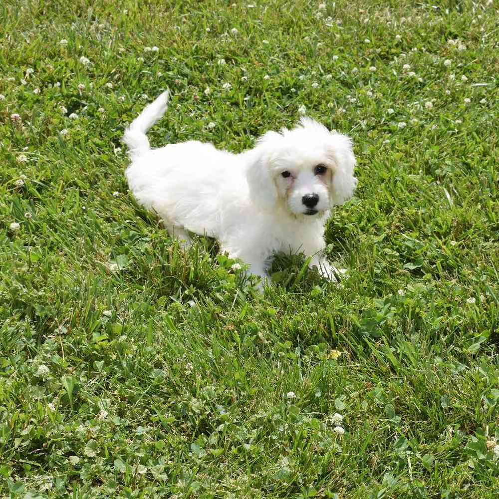 Male Cavachon Puppy for sale