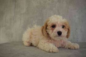Shipoo