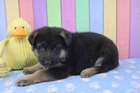 German Shepherd