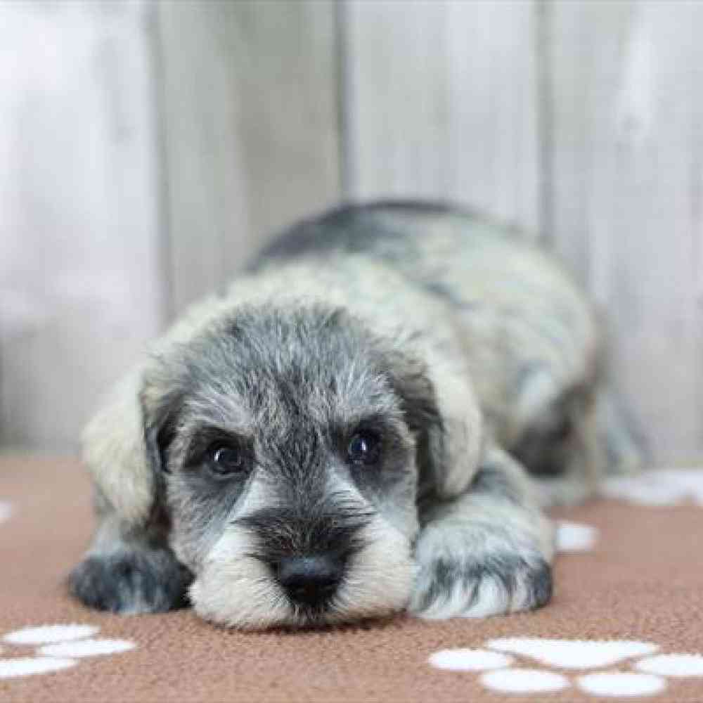 pet-img