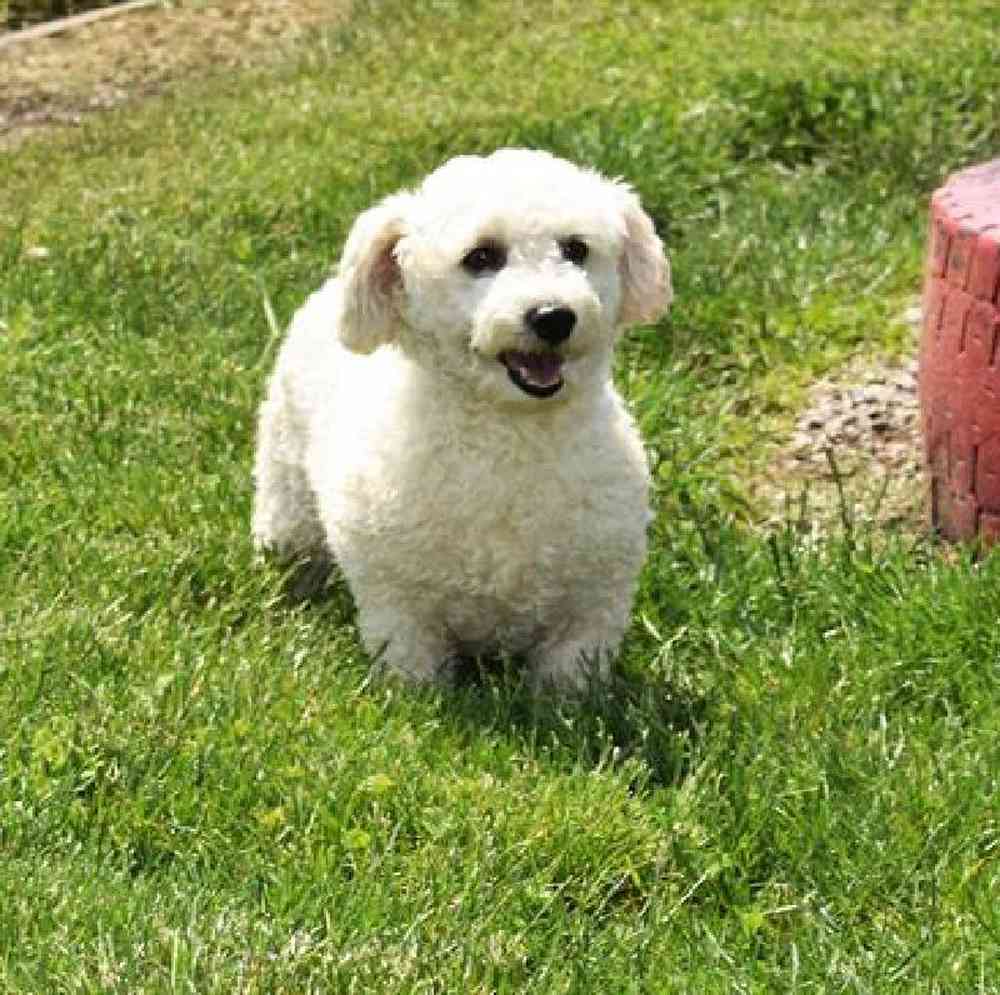 carousel pet images