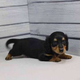 Dachshund