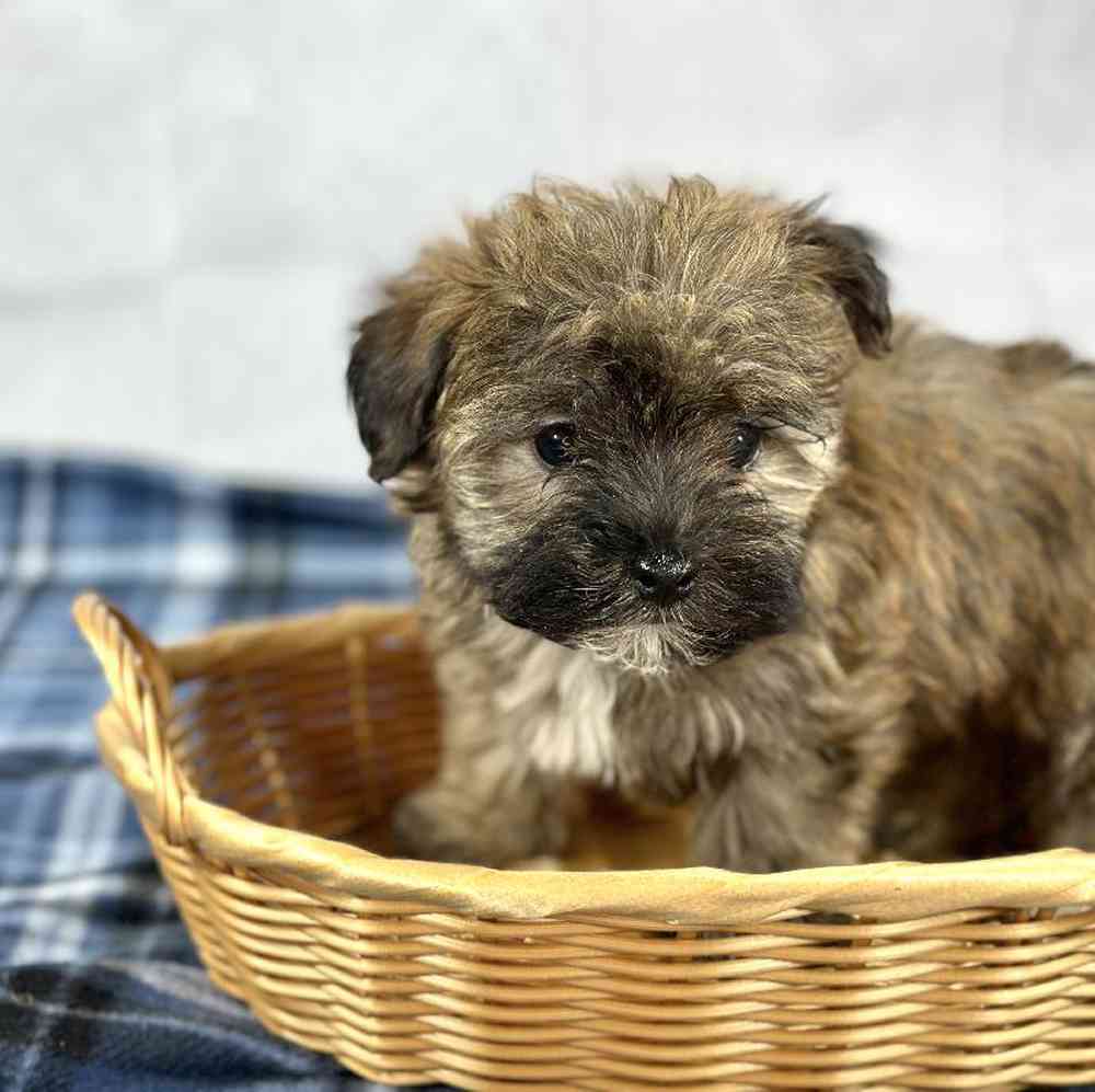 carousel pet images