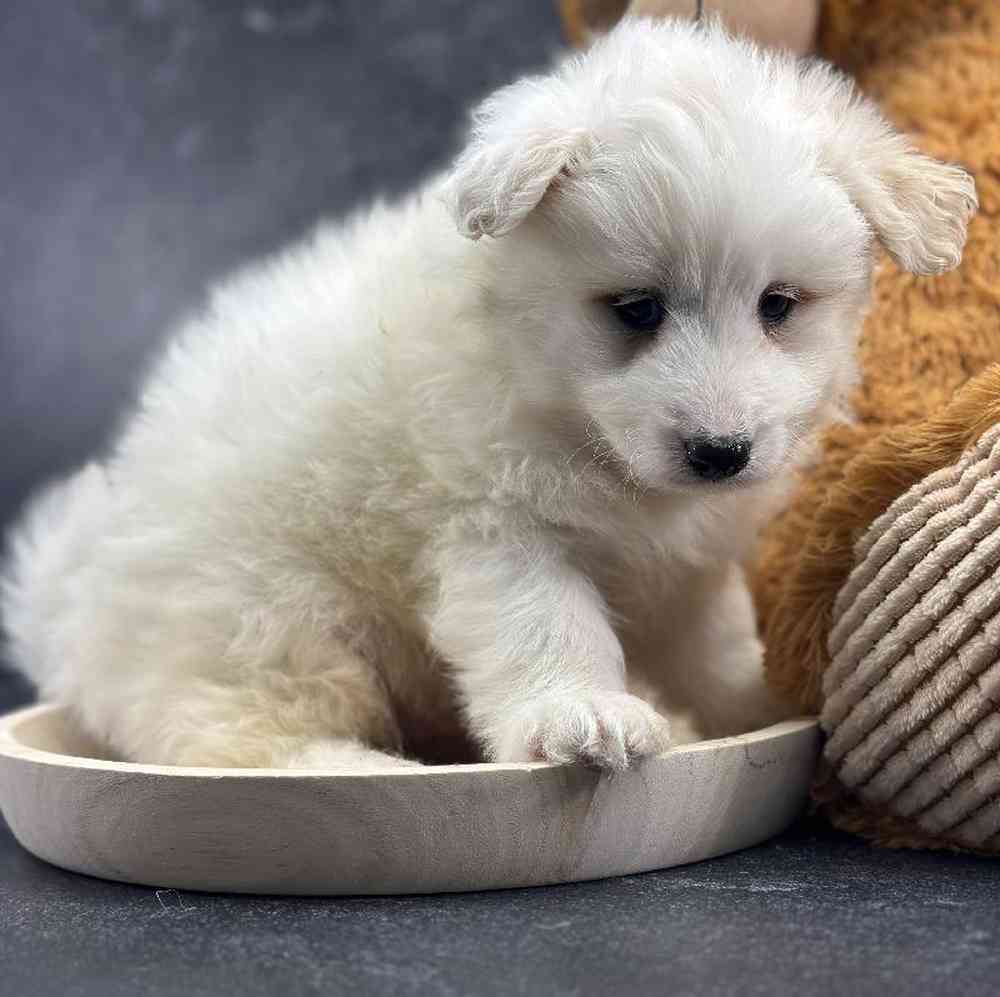 carousel pet images
