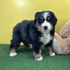 Bernese Mountain Dog