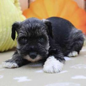 Mini Schnauzer