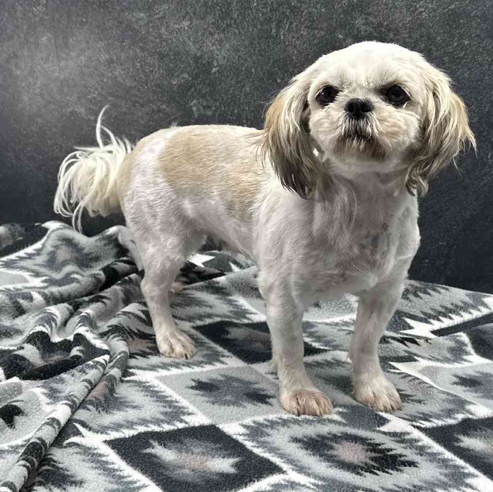 Female Shipoo Puppy for Sale in Millersburg, IN