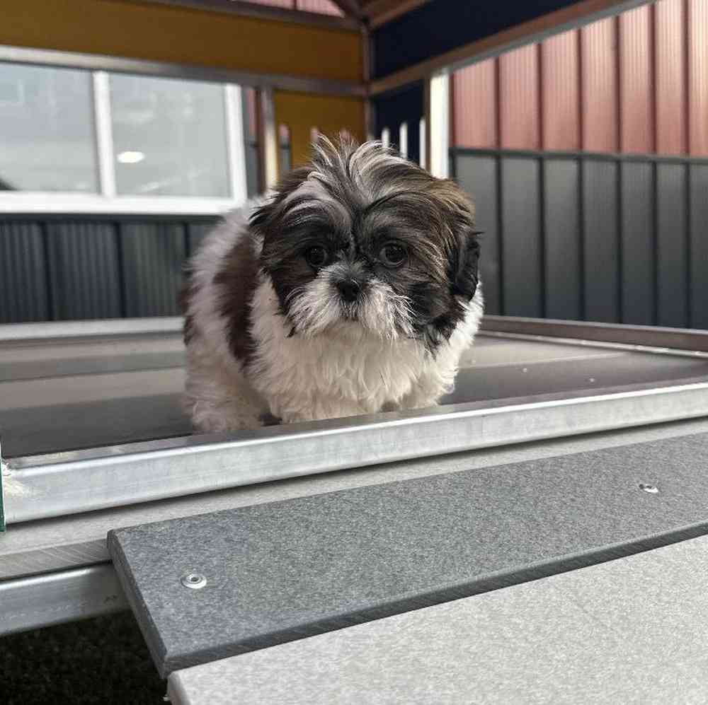 carousel pet images