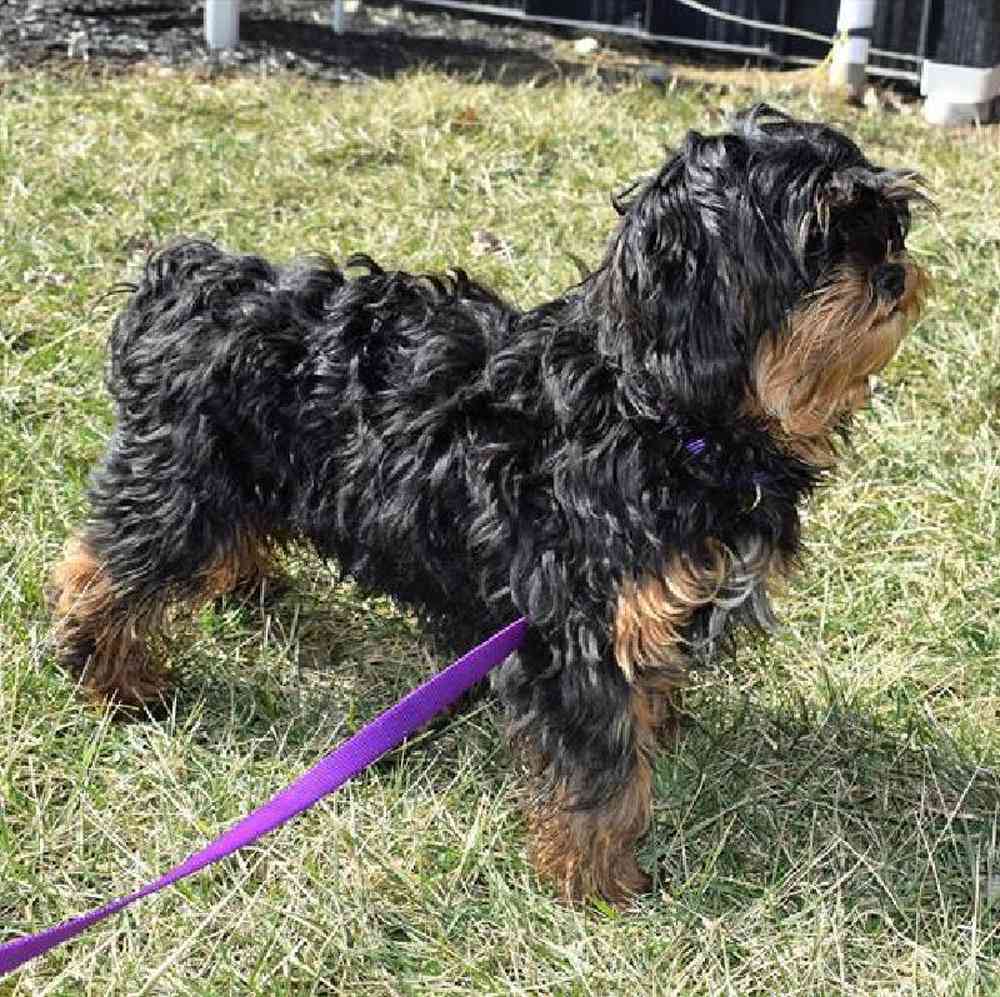 Male Shih Tzu Puppy for Sale in Millersburg, IN