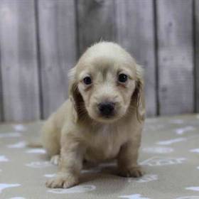 Dachshund
