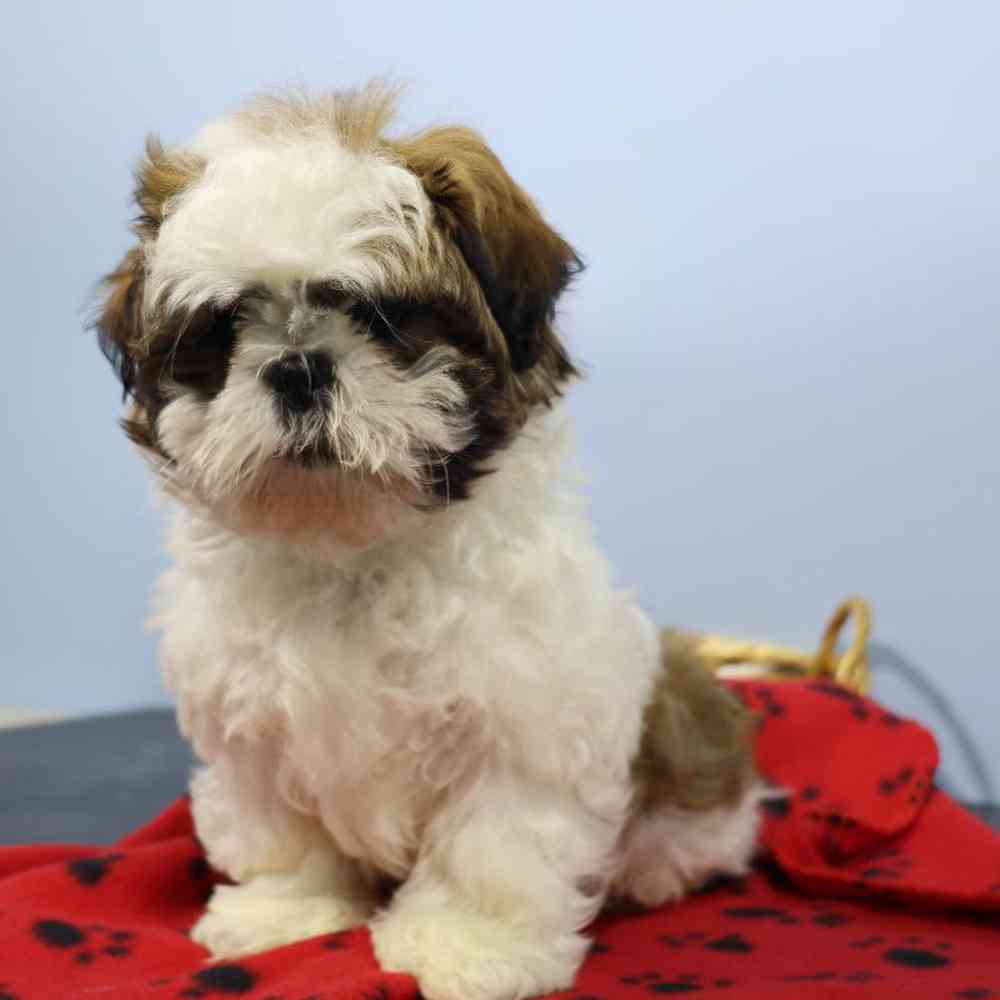carousel pet images