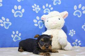 Yorkie