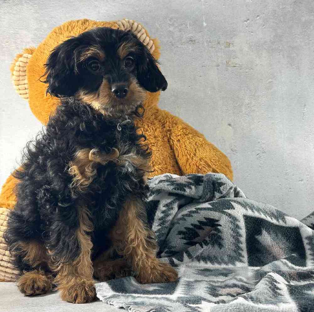 Female Cavapoo Puppy for Sale in Millersburg, IN