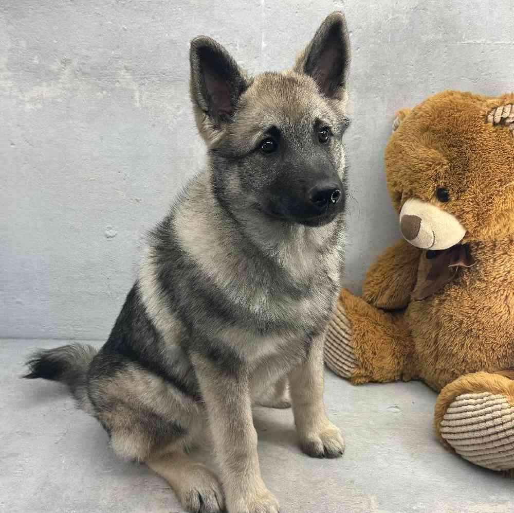 Male Norwegian Elkhound Puppy for Sale in Millersburg, IN