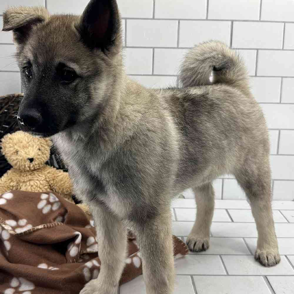 Male Norwegian Elkhound Puppy for Sale in Millersburg, IN