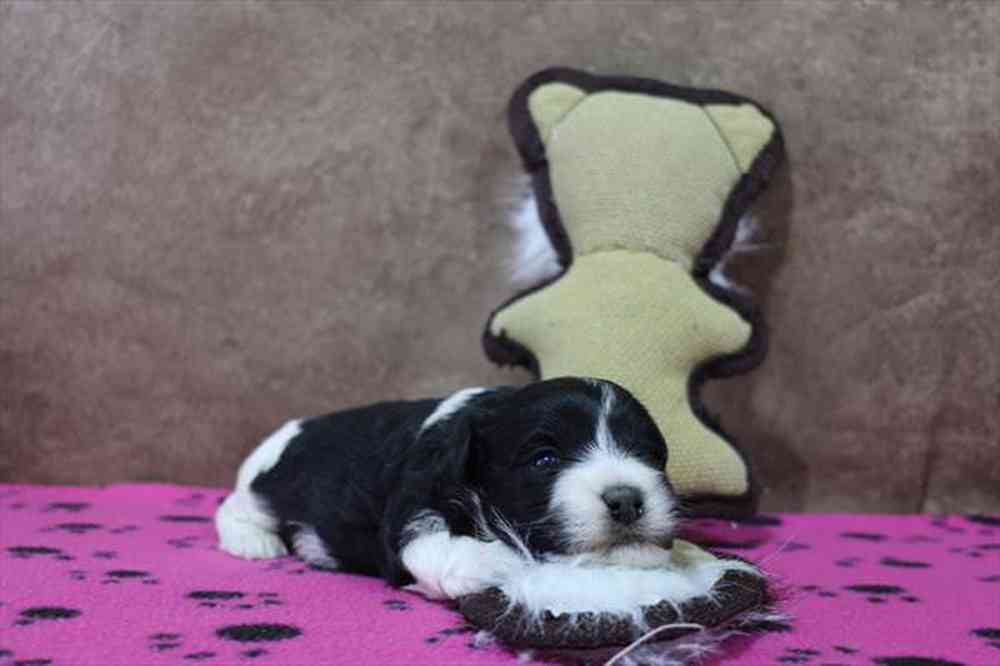 carousel pet images
