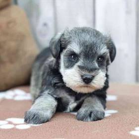 Mini Schnauzer