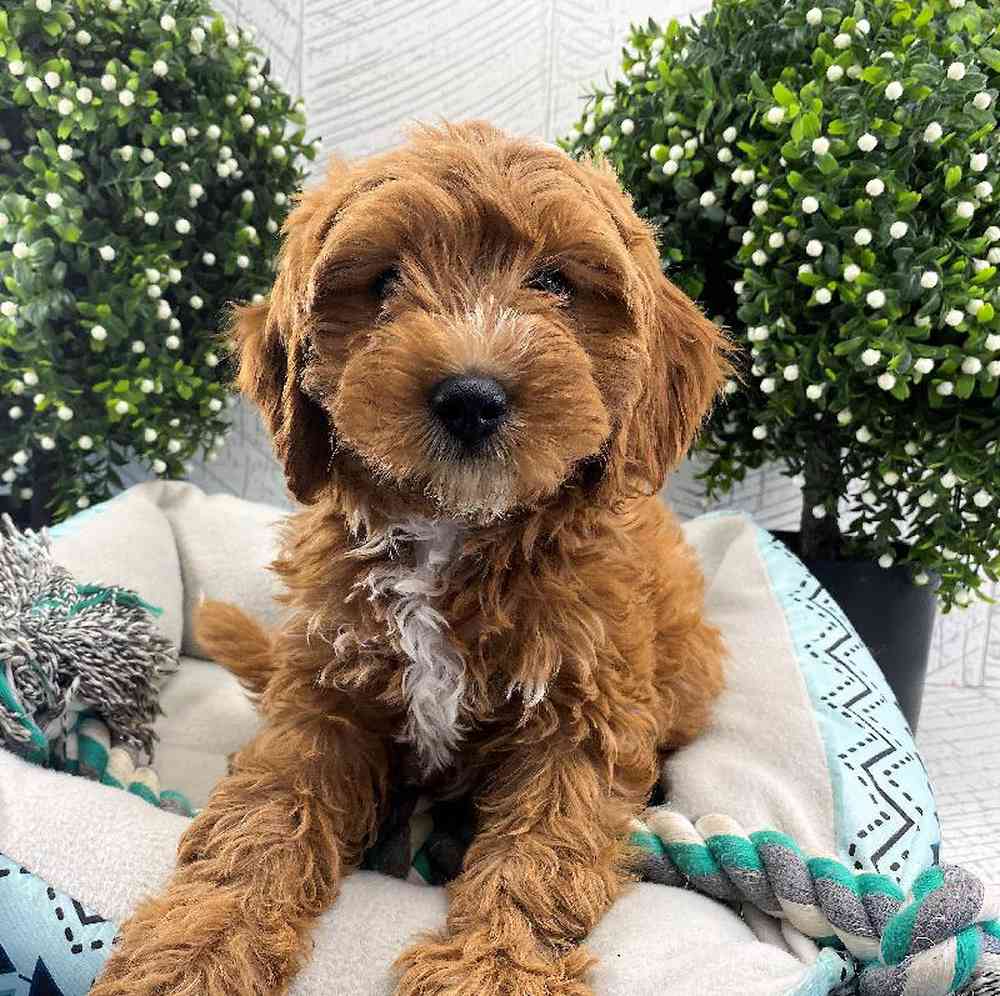 carousel pet images