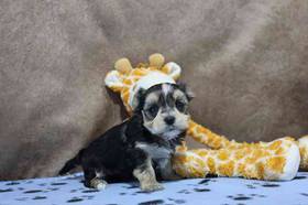 Morkie