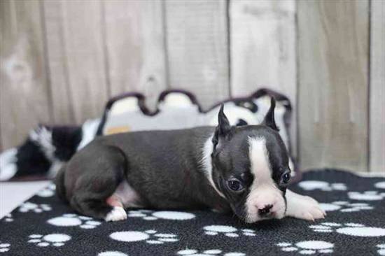Boston Terrier