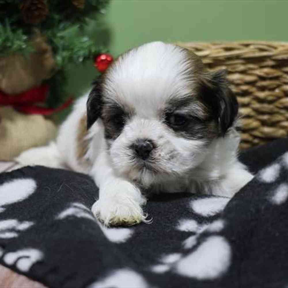 carousel pet images