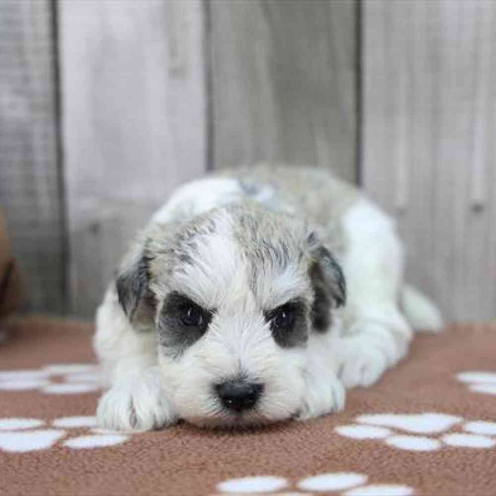 Image of a pet breed in the gallery