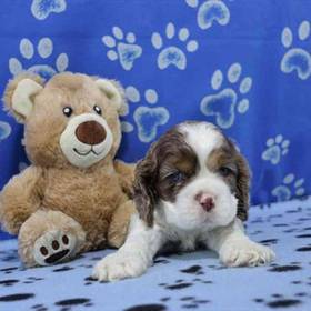 Cocker Spaniel