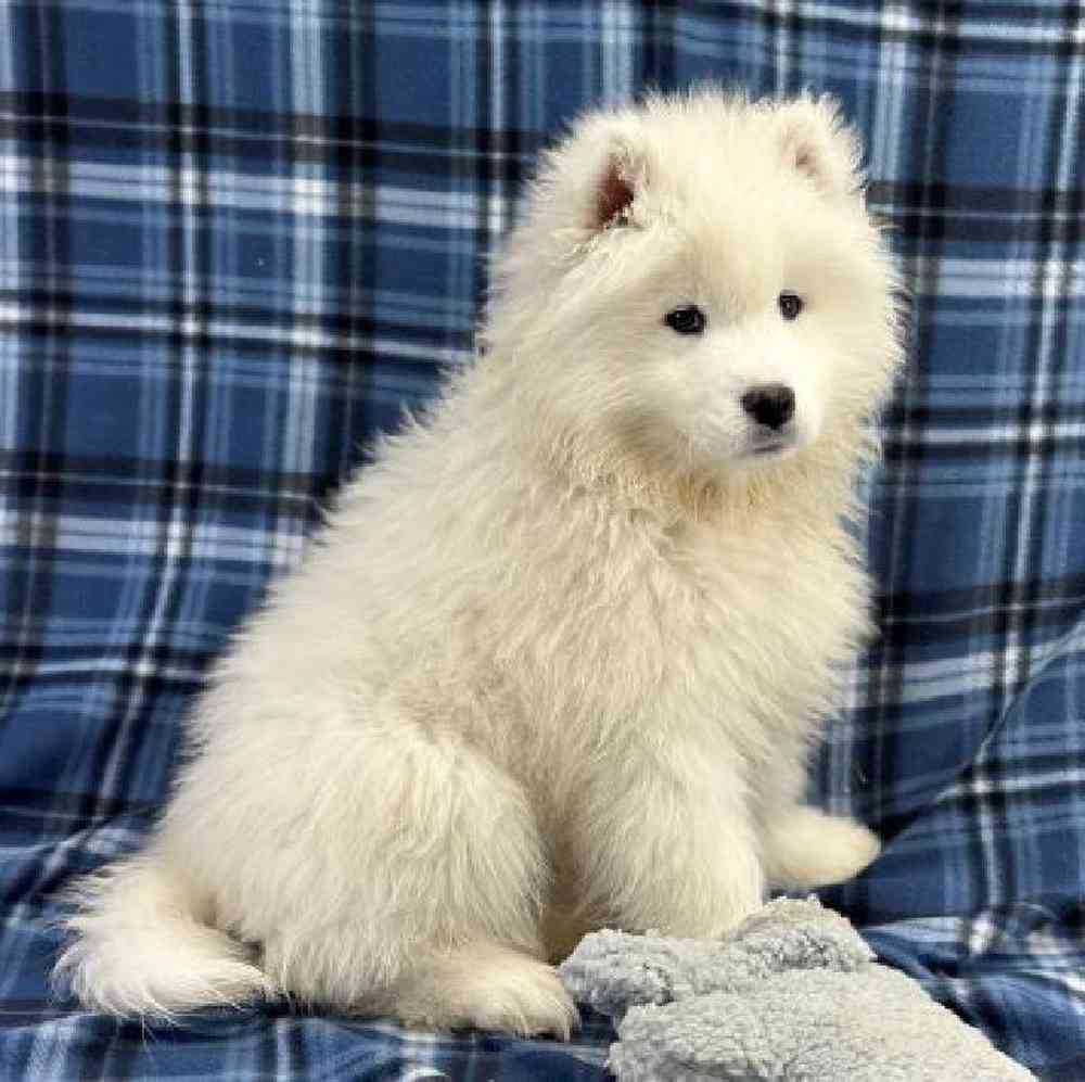Male Samoyed Puppy for Sale in Millersburg, IN