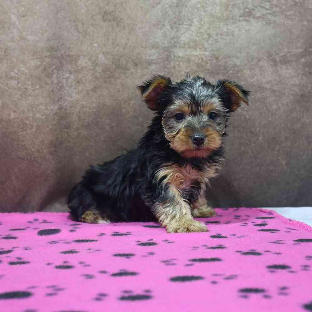 Female Yorkie Puppy for Sale in Millersburg, IN