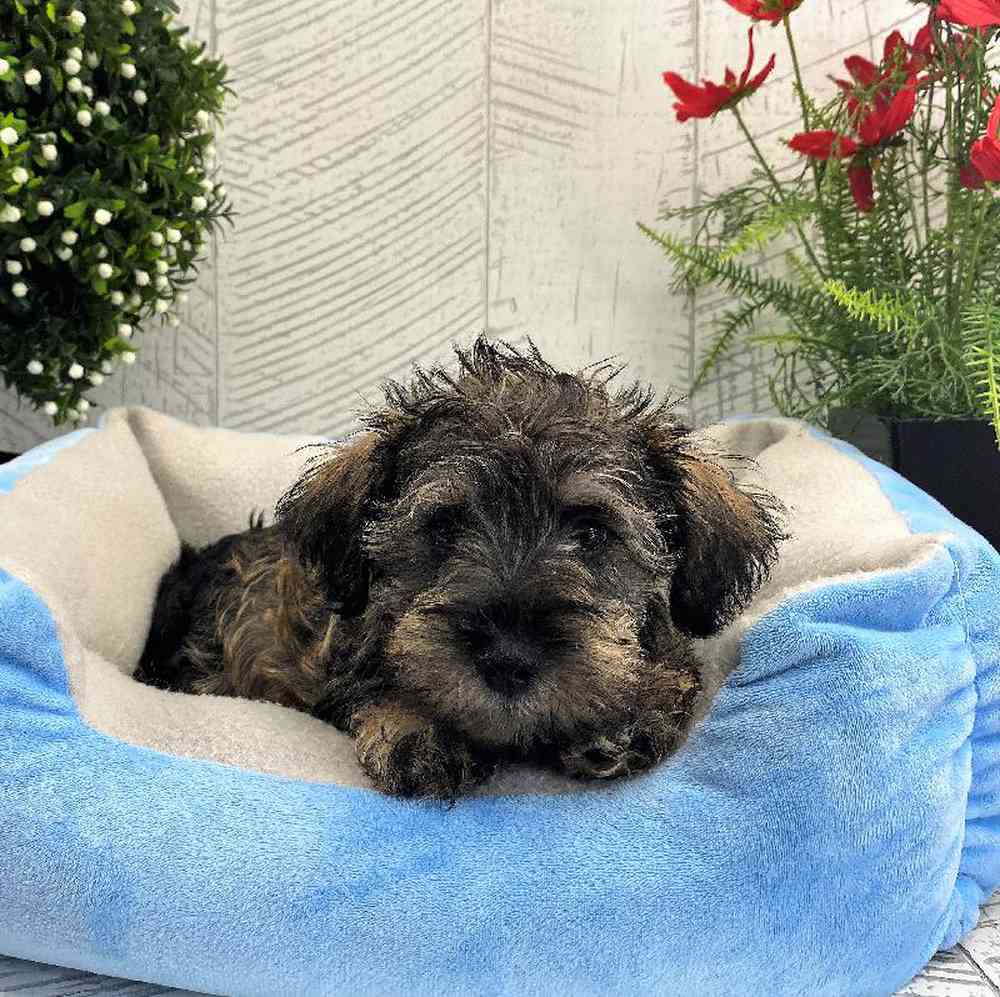 carousel pet images
