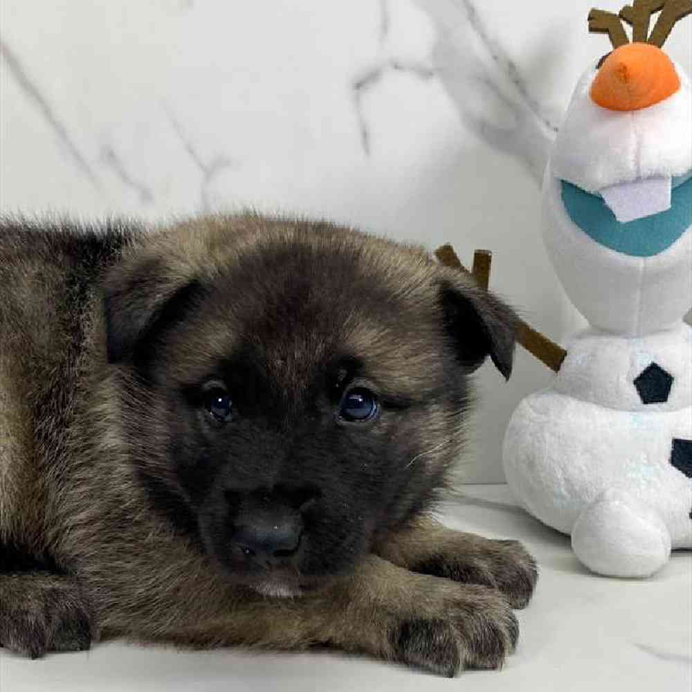 carousel pet images