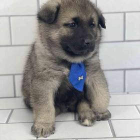 Norwegian Elkhound