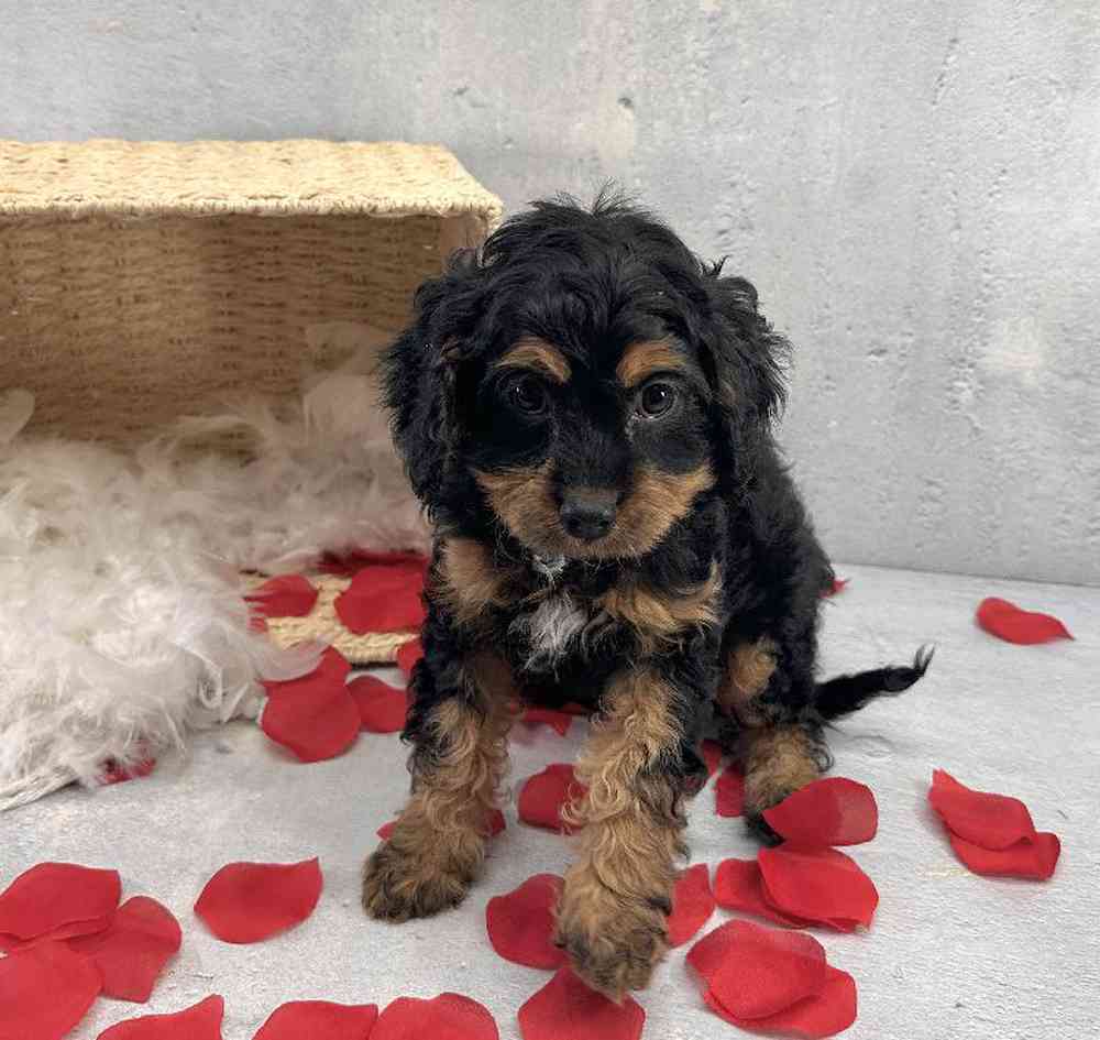 carousel pet images