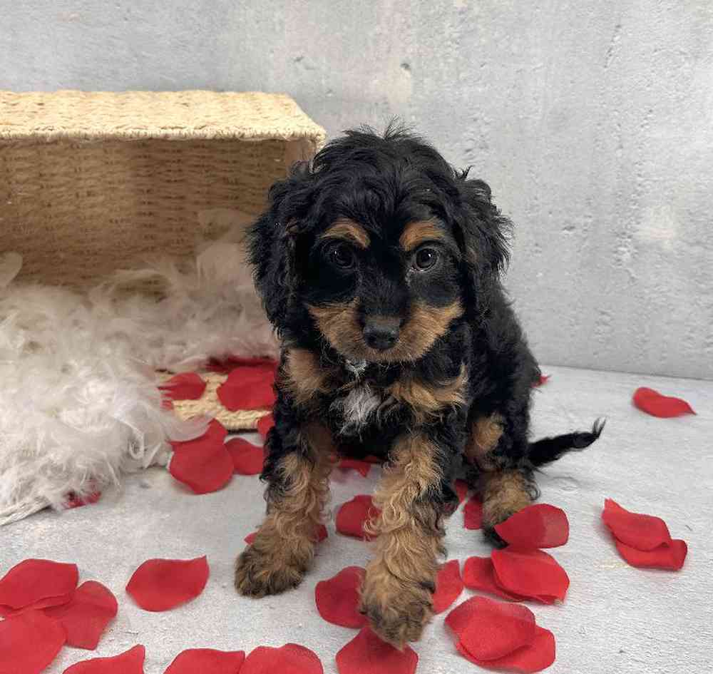 Female Cavapoo Puppy for Sale in Millersburg, IN