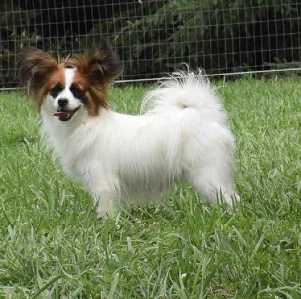 Male Papillon Puppy for Sale in Millersburg, IN