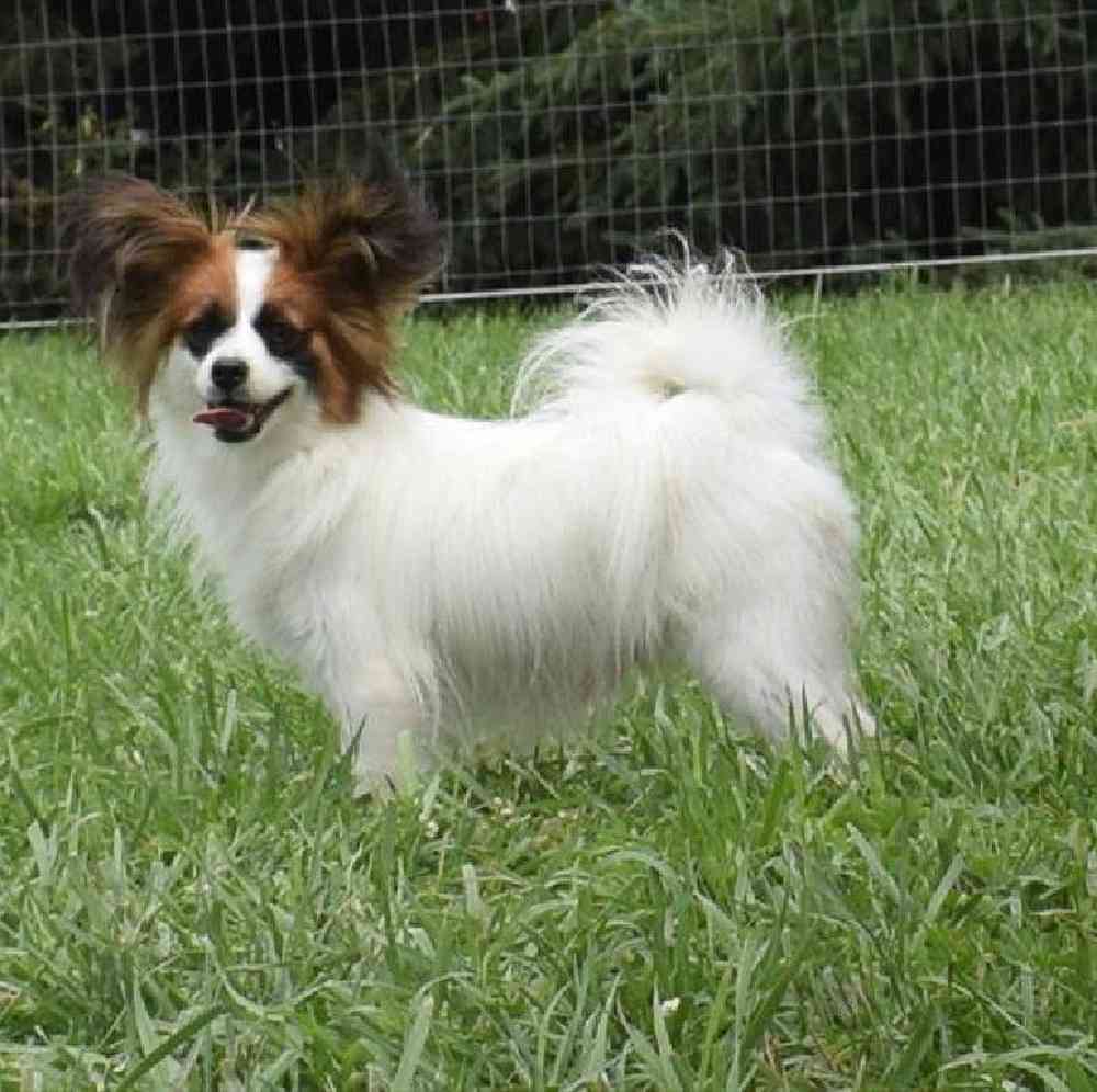 carousel pet images