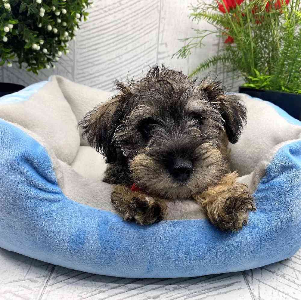 carousel pet images