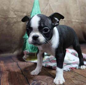 Boston Terrier