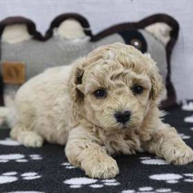 Shichon