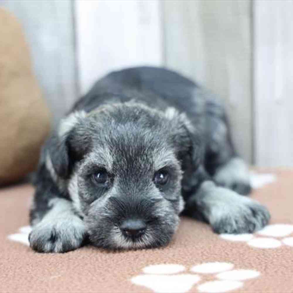 pet-img