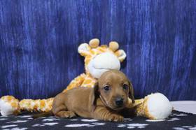 Dachshund