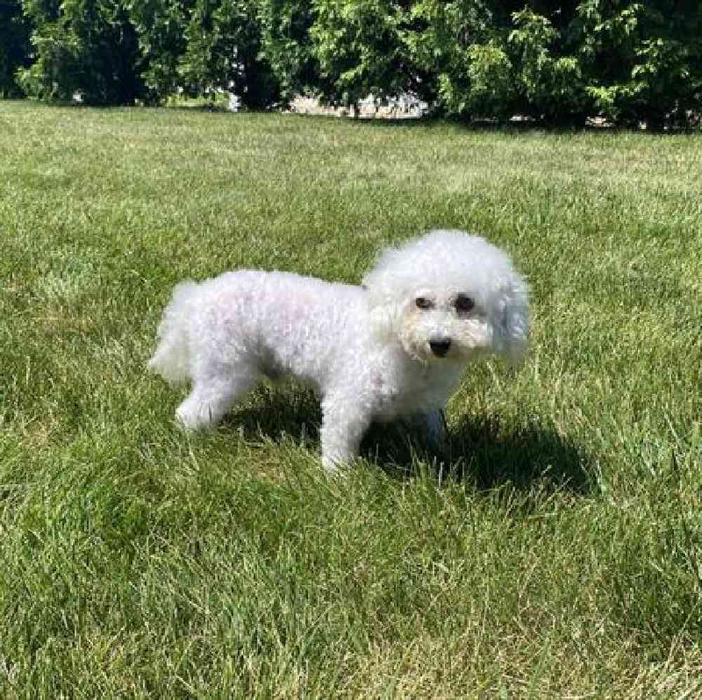 Female Shichon Puppy for Sale in Millersburg, IN