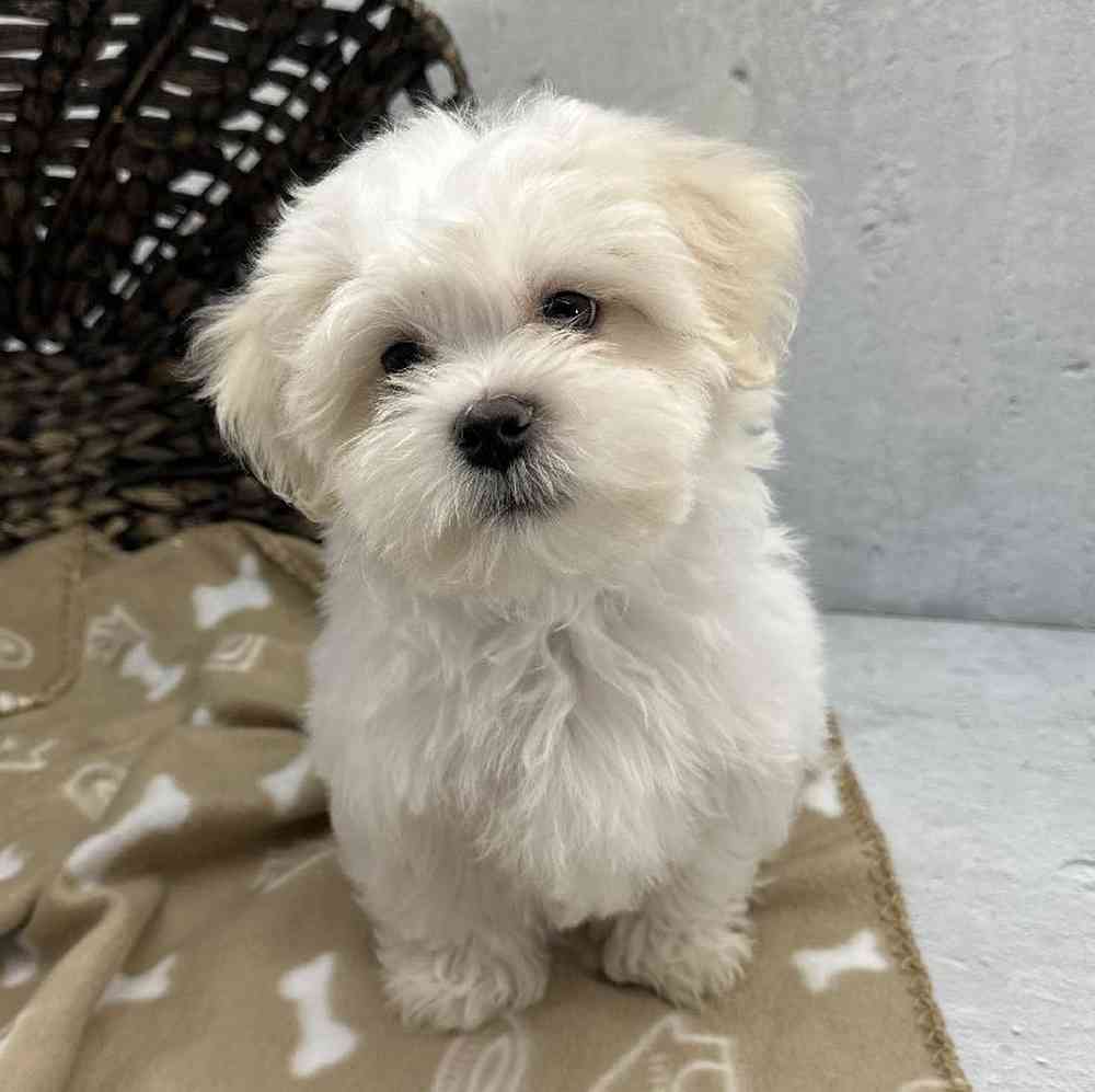 Male Shichon Puppy for Sale in Millersburg, IN